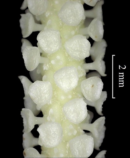 雌花序部分（体式显微镜观察）  郝朝运供图